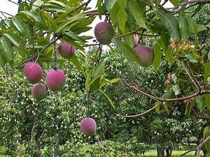 mangos