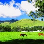 some horses pictured grazing in Waimea